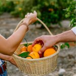 Kings Rover Packing Oranges Kings River Packing - Premium California Citrus - Premium California Citrus